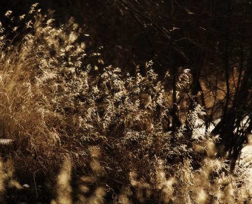 Grasses from the point of view of a deer