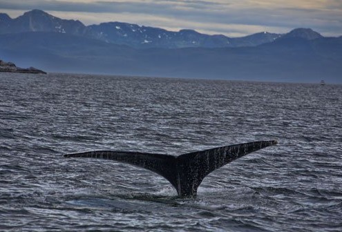 Alaska Humpback Whale Tale